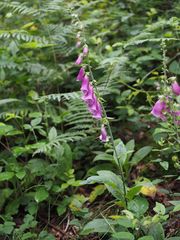 Fingerhut (Digitalis purpurea)