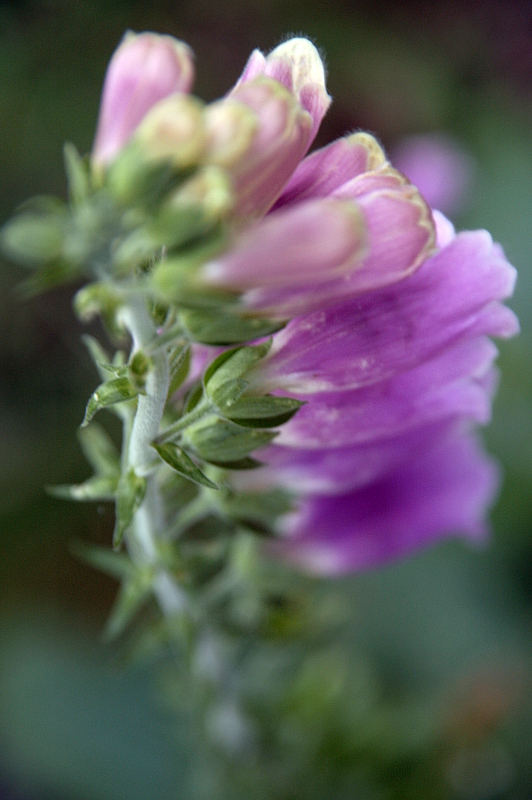 Fingerhut | digitalis purpurea