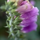 Fingerhut | digitalis purpurea