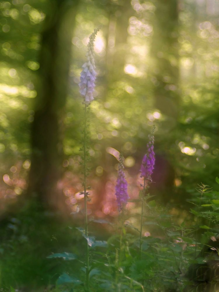 Fingerhut (Digitalis purpurea),