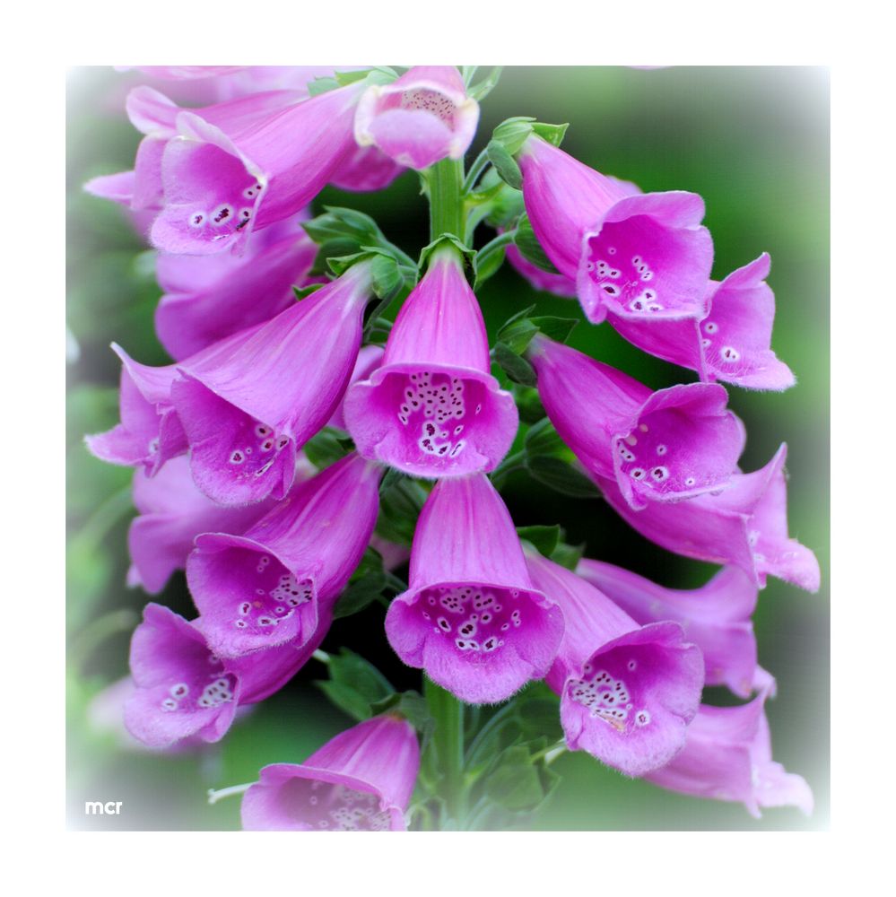 Fingerhut  (Digitalis purpurea)