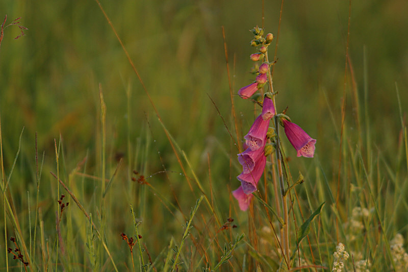 Fingerhut, Digitalis Purpurea