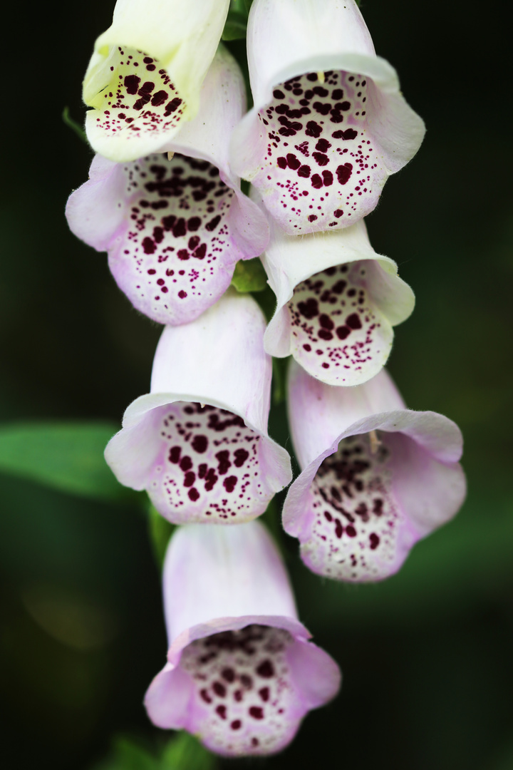 Fingerhut (Digitalis spec.)