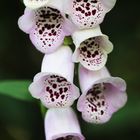 Fingerhut (Digitalis spec.)