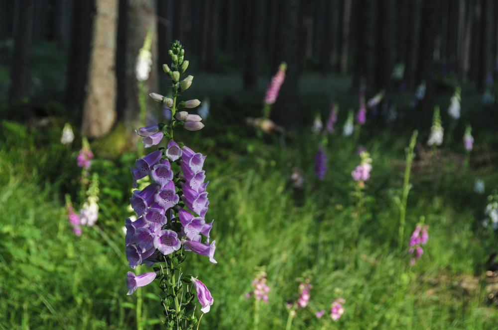 Fingerhut im bayrischen Wald