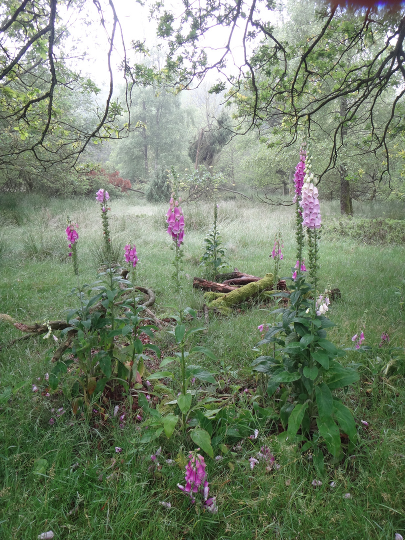 Fingerhut im Wald