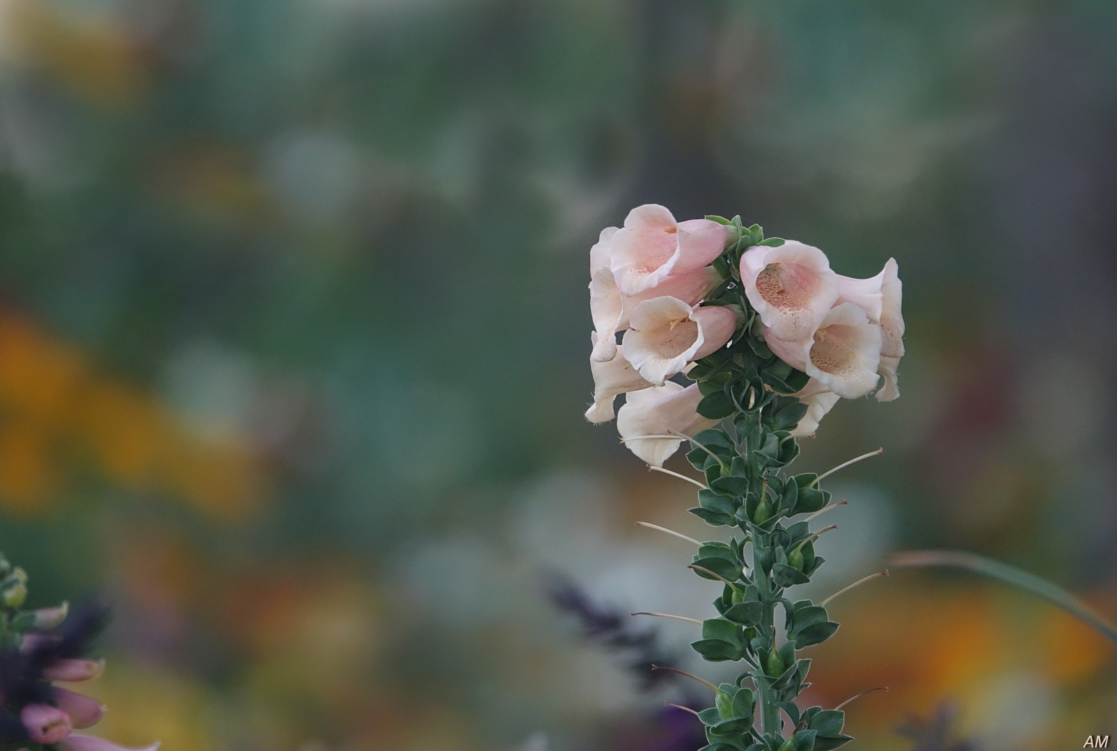 Fingerhut in zartem rosa