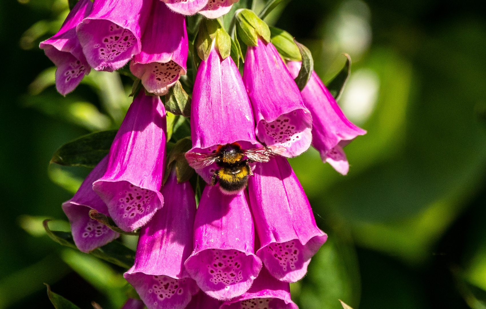 Fingerhut mit Hummel