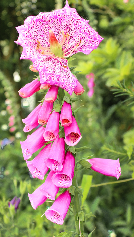 Fingerhut mit Riesen-Blüte (Pseudo-Pelorie)