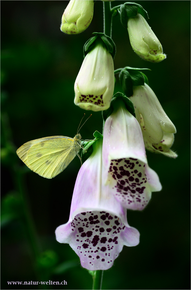 Fingerhut mit Schmetterling