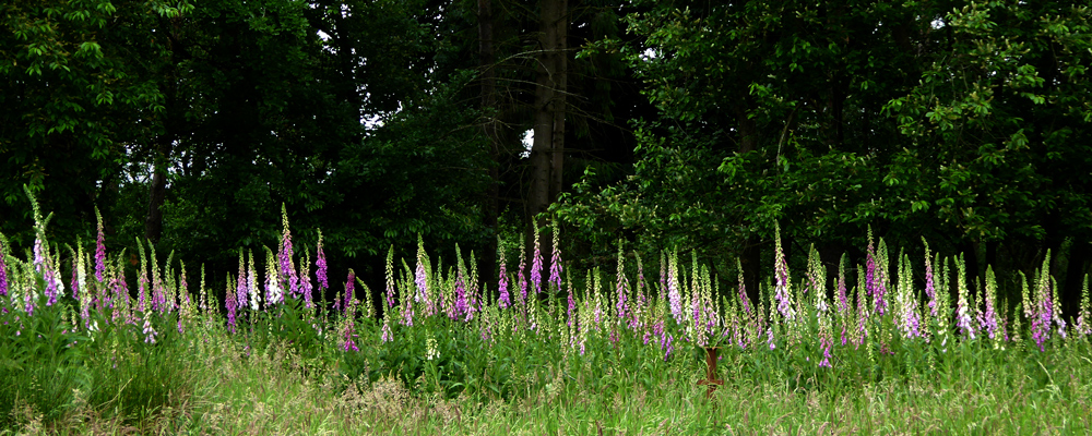 Fingerhut Panorama für IngoR