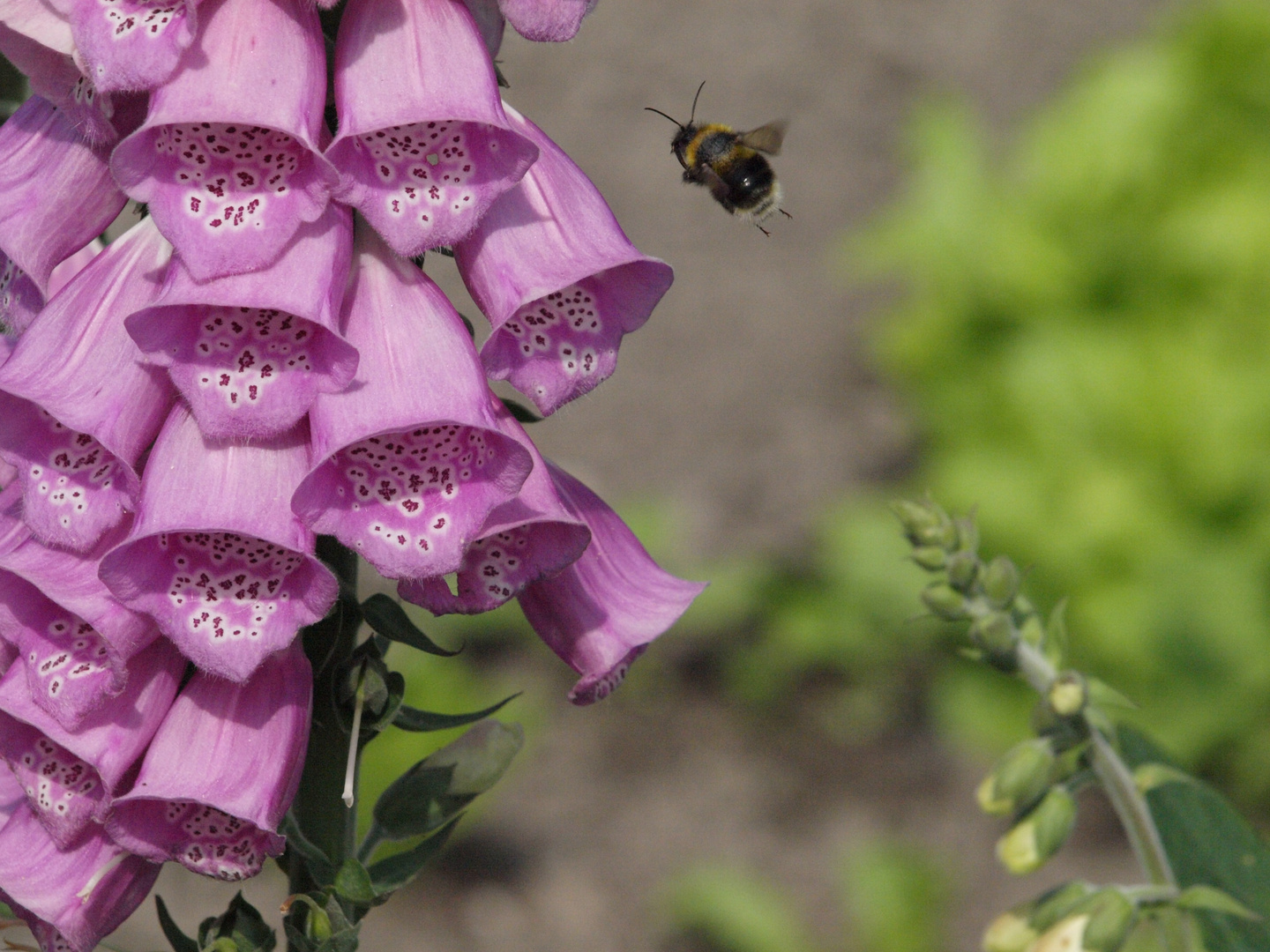 Fingerhut und Hummel