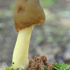 Fingerhut-Verpel (Verpa conica)