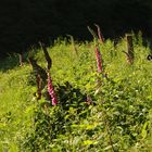 Fingerhutblüte auf der Waldwiese