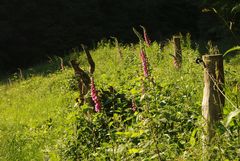 Fingerhutblüte auf der Waldwiese