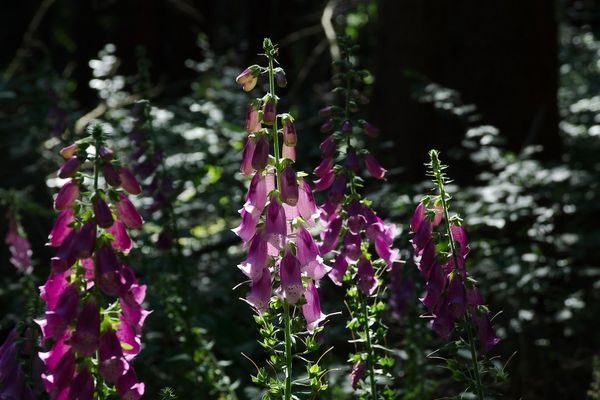 fingerhutleuchten...