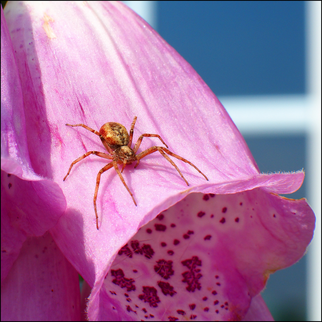 Fingerhutspinne