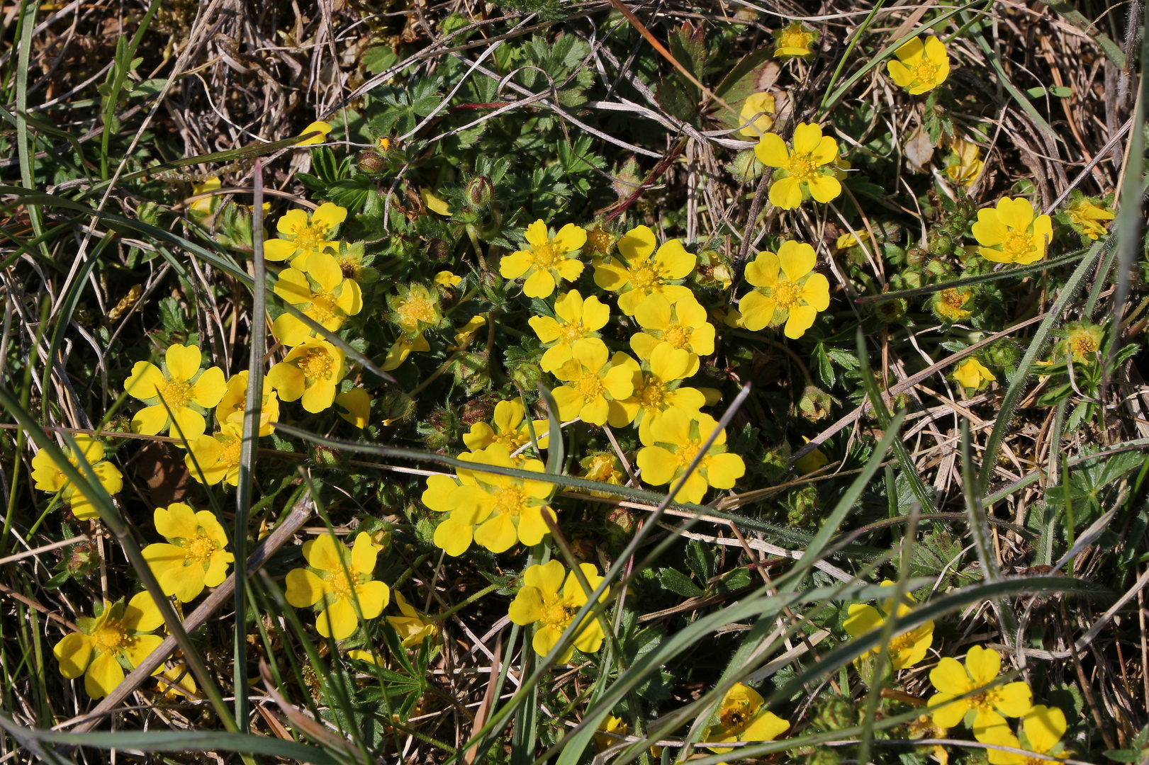 Fingerkraut (2019_04_16_EOS 100D_4496_ji)