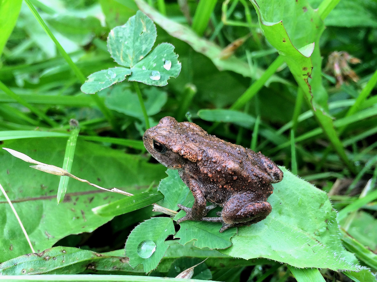 Fingernagelgroß - Glücksfrosch