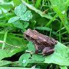 Fingernagelgroß - Glücksfrosch