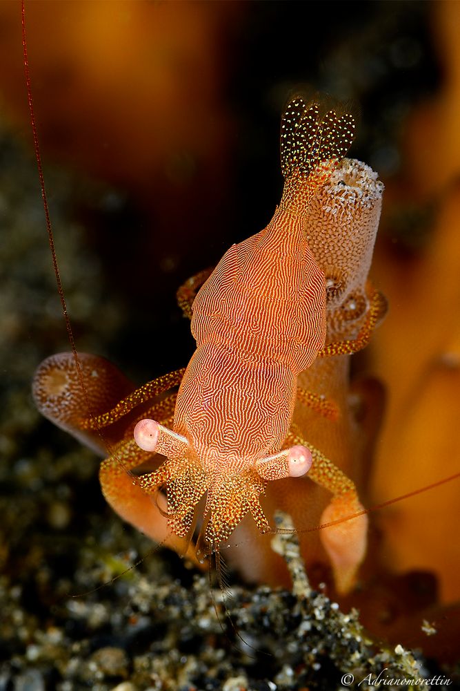 fingerprint shrimp