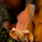 fingerprint shrimp