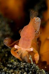 fingerprint shrimp