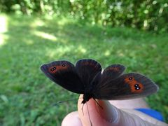 Fingerschmetterling