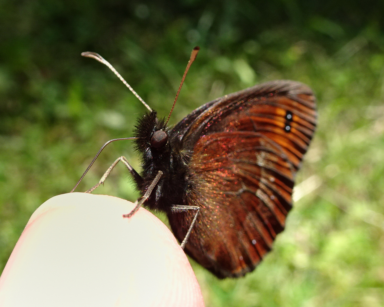 Fingerschmetterling