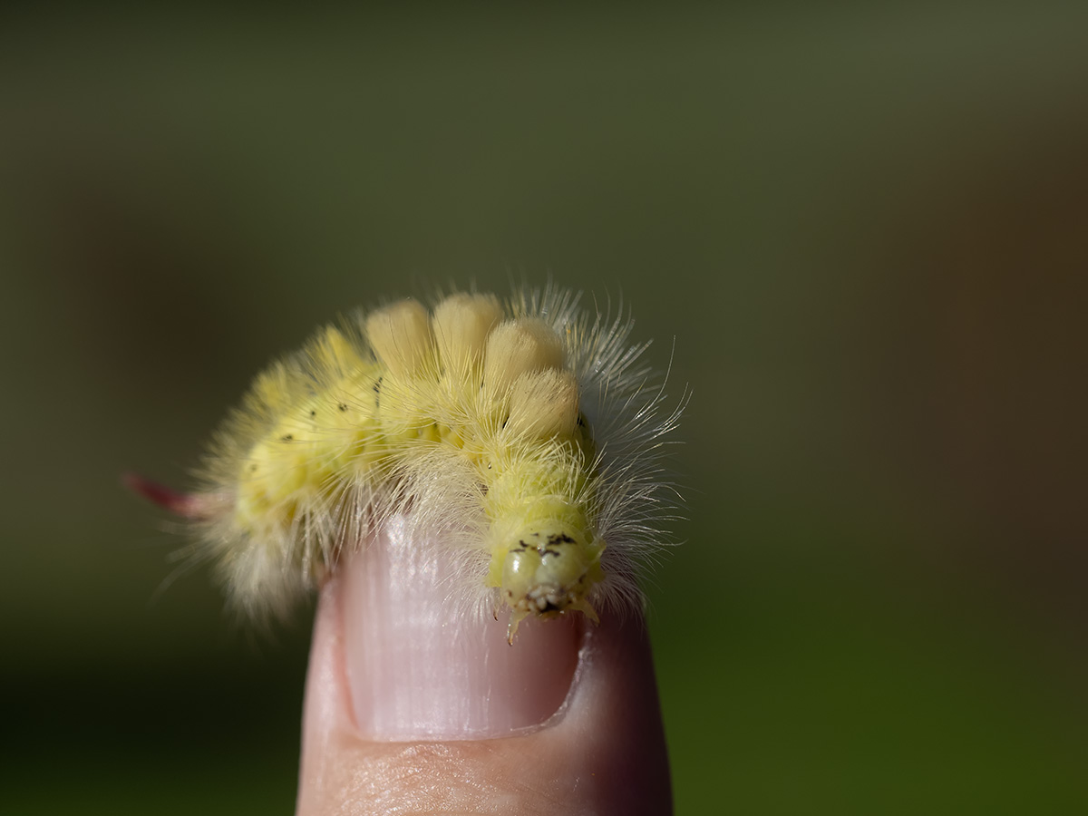 Fingerschmuck