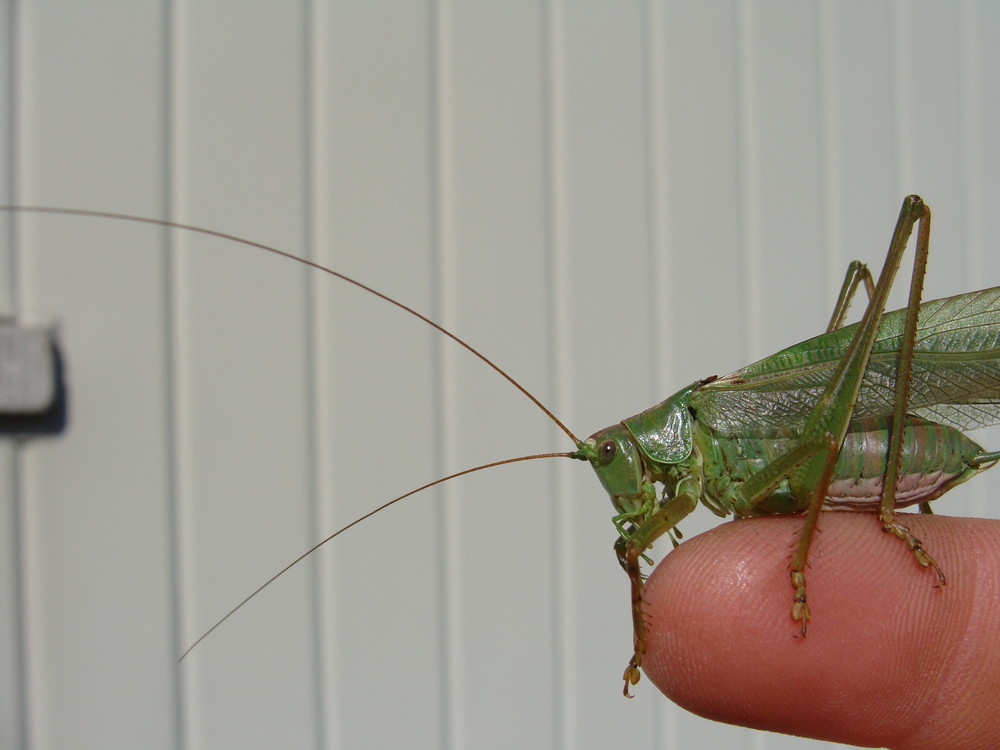 Fingersdicker Grashüpfer von PietBoss 