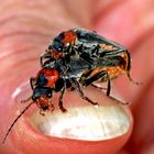 Fingerseven - Weichkäfer (Cantharis fusca)