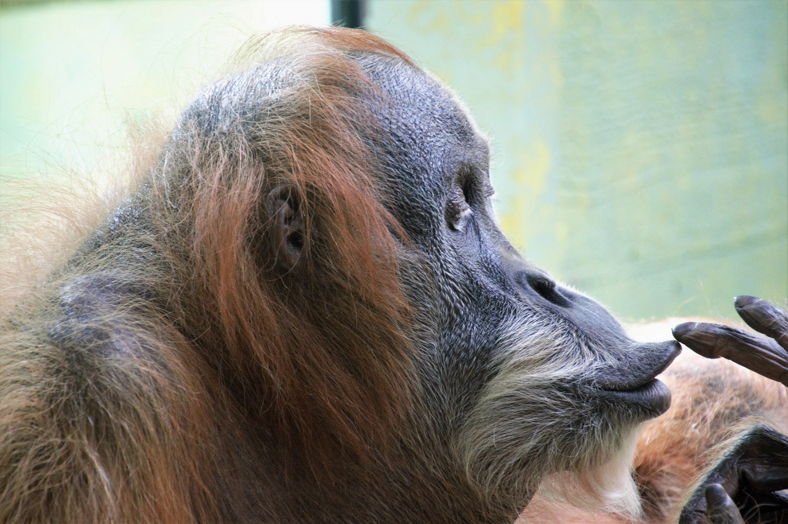 Fingerspiel des Orang-Utan