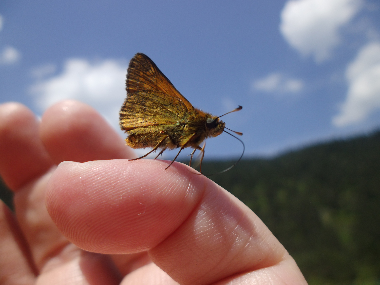 Fingerspiel mit einem Schmetterling