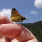 Fingerspiel mit einem Schmetterling