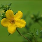 Fingerstrauch (Potentilla fruticosa L).