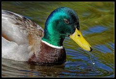 Fingerübung :: Enten essen 1/3