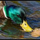 Fingerübung :: Enten essen 2/3