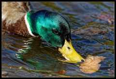 Fingerübung :: Enten essen 2/3