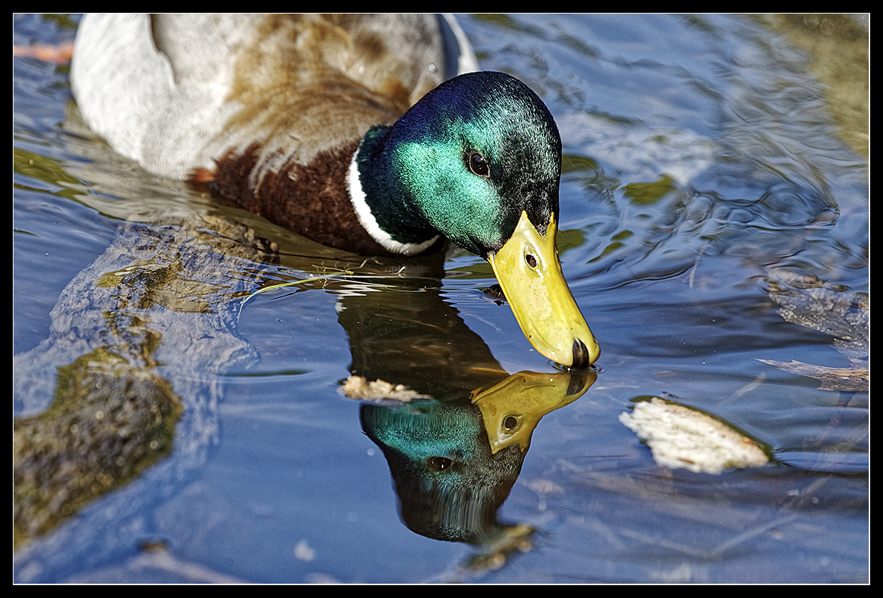 Fingerübung :: Enten essen 3/3