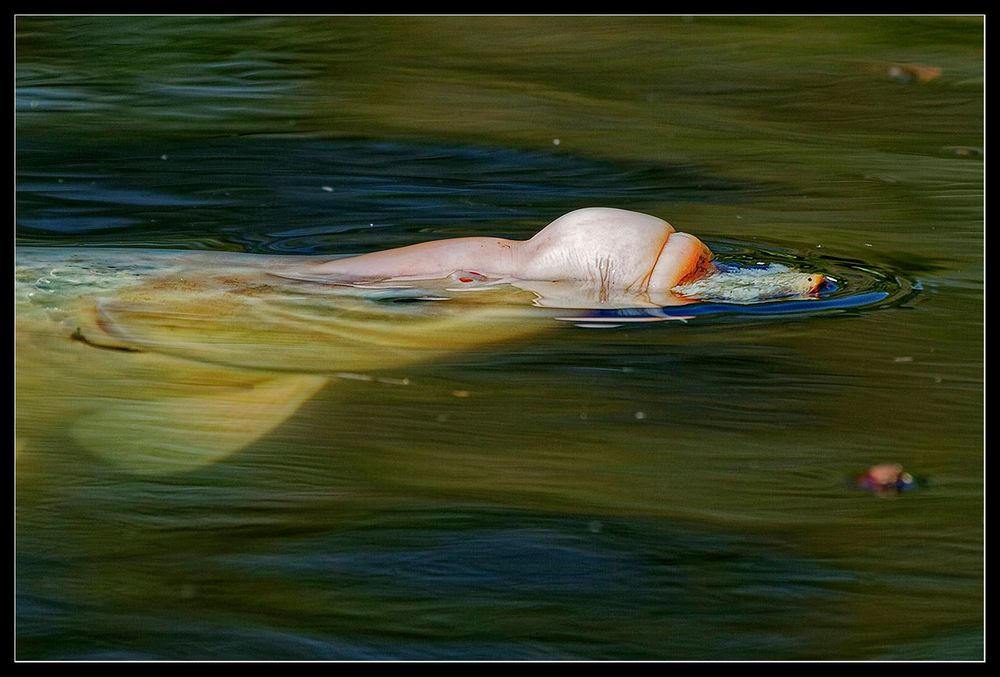 Fingerübung :: essende Fische 1/3