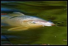 Fingerübung :: essende Fische 2/3