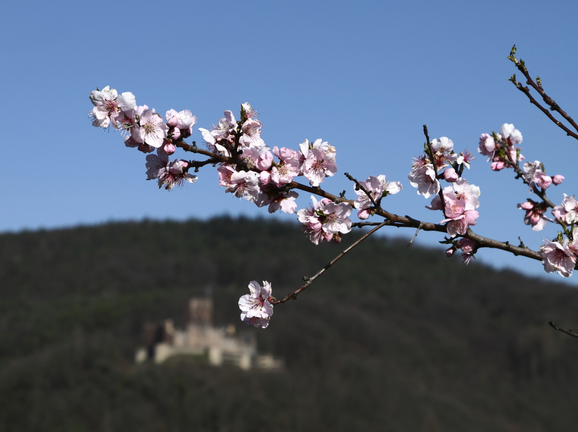 Fingerzeig auf die Burg Landeck