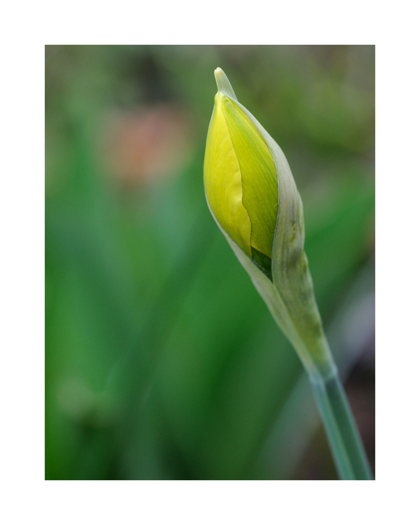 Fingerzeig der Natur