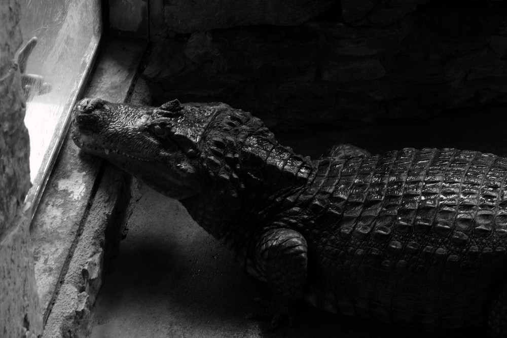 Fingerzeig mit Krokodil