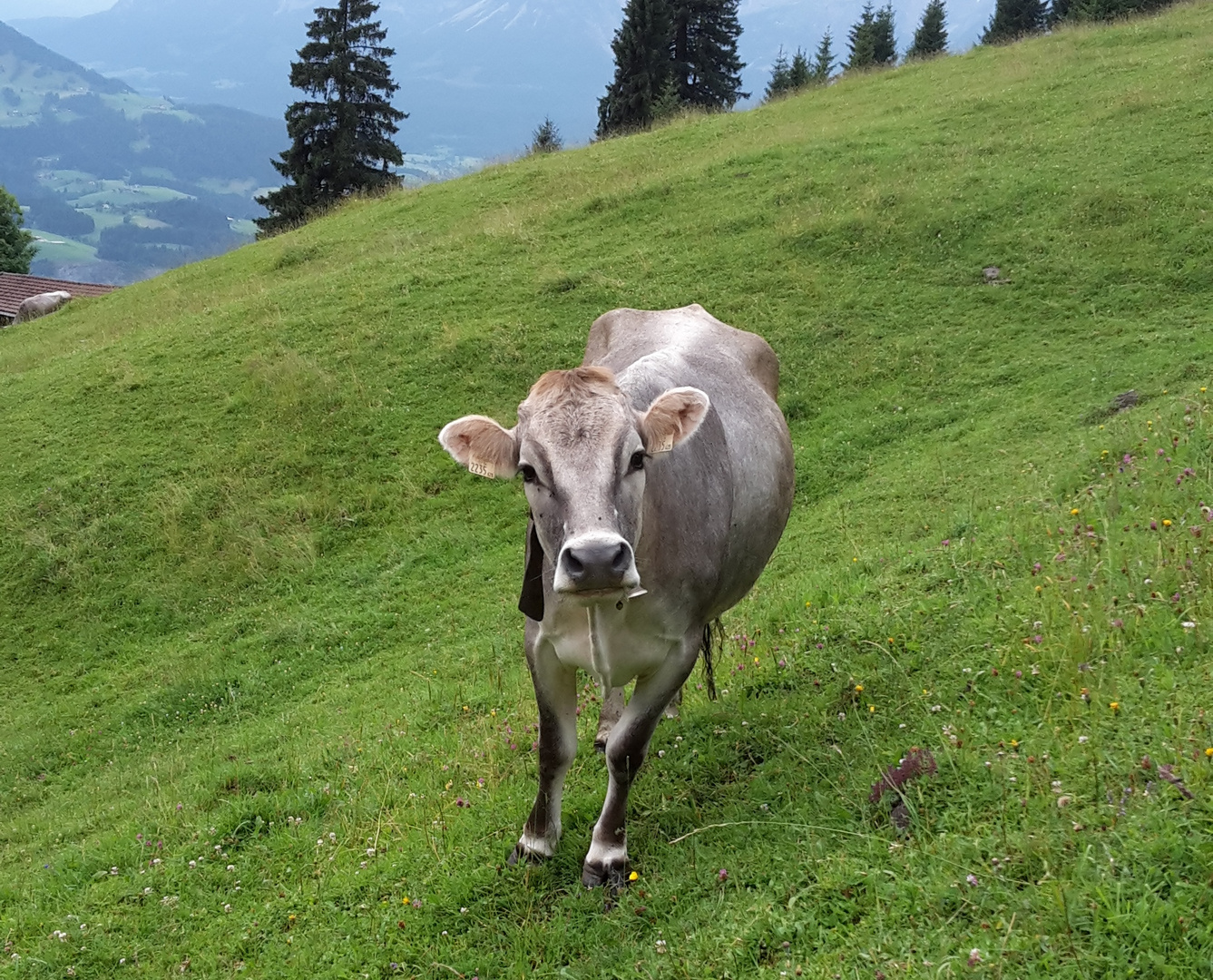 Fini auf der Alm