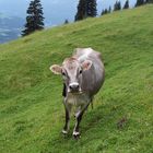 Fini auf der Alm