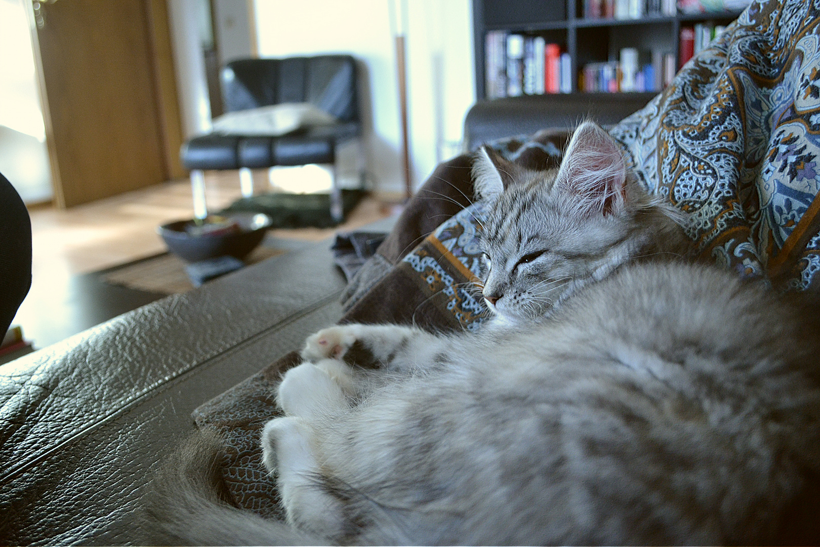 Fini Baby Muss Schlafen Foto Bild Tiere Haustiere