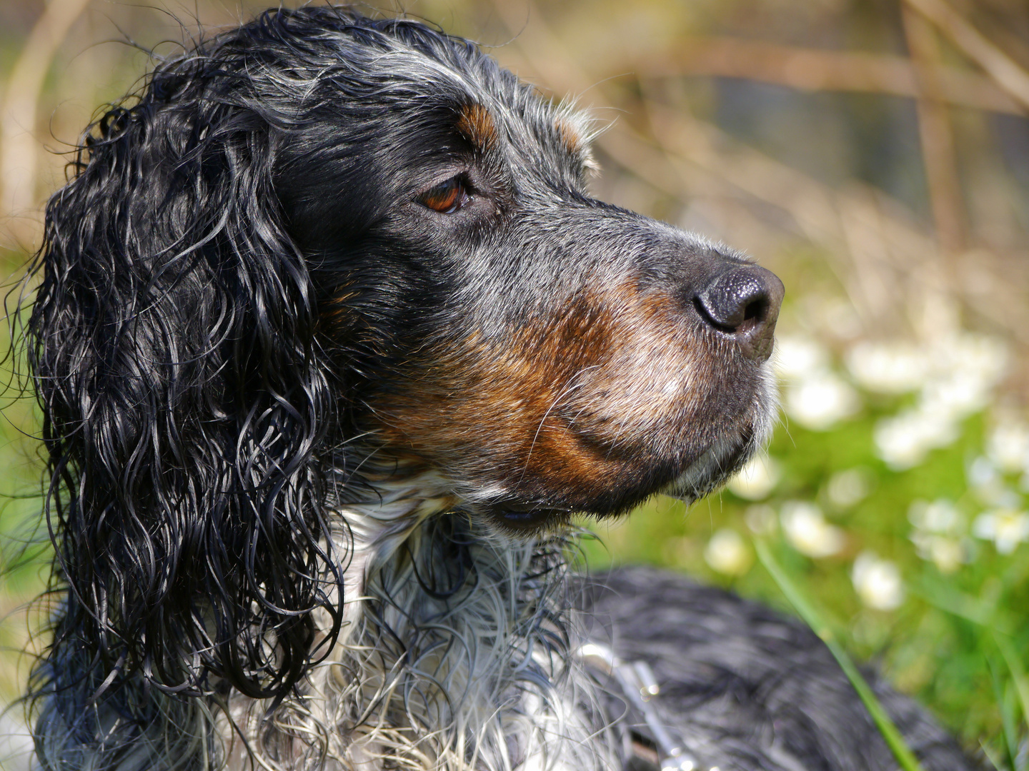 Finia- Englischer Setter