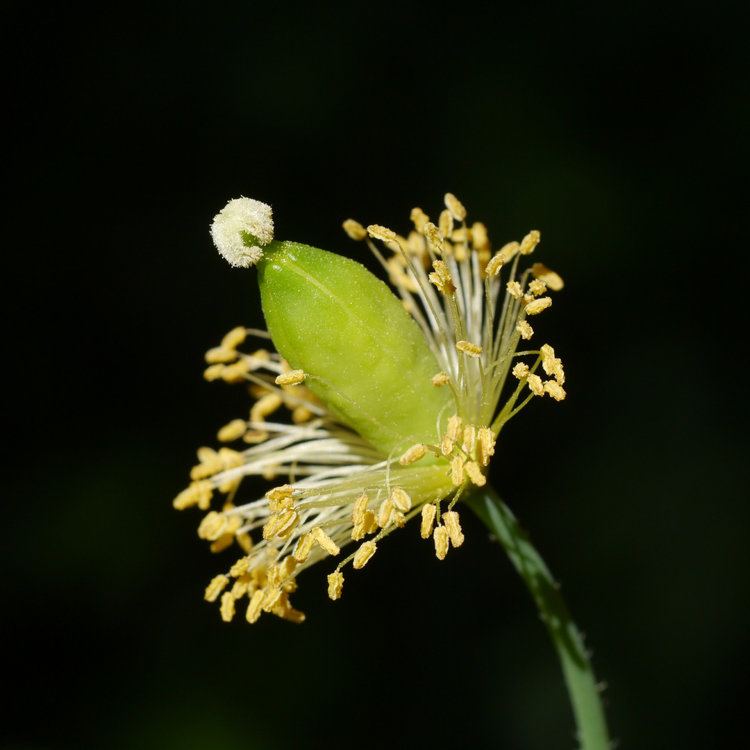 Finis II - Mohn